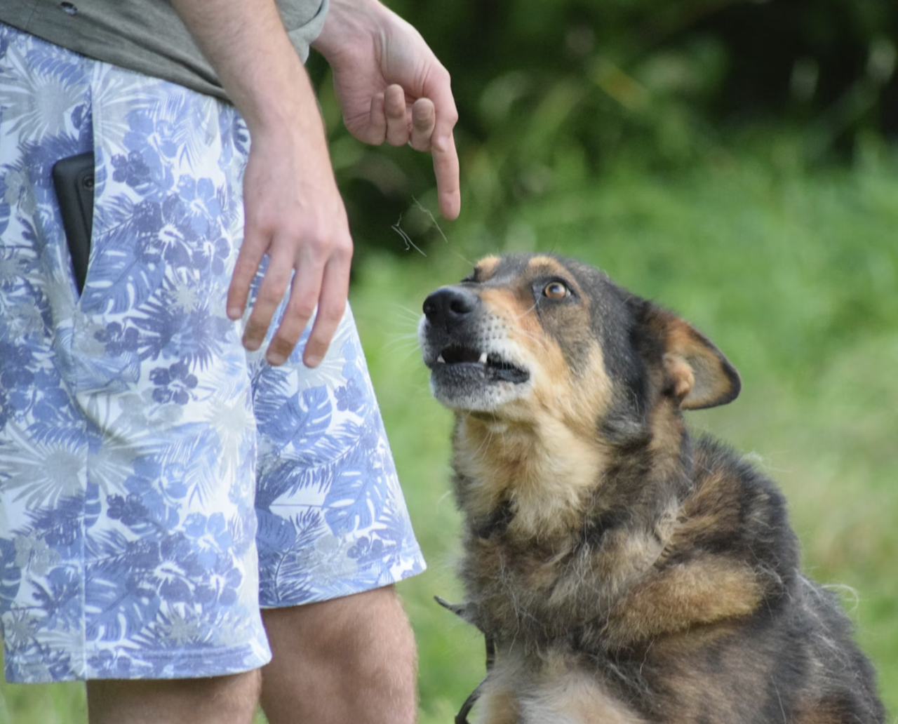 Dog is being scolded by her owner. Her dog body language reflects fear and social pressure. The ears are back, the lips are curled, the forehead is frowning and the pupils are dilated.